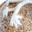 French Aptware Lidded Cheese Platter